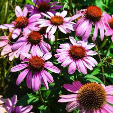 Echinacea (Cone Flower) Sombrero Fuchsia Fandango