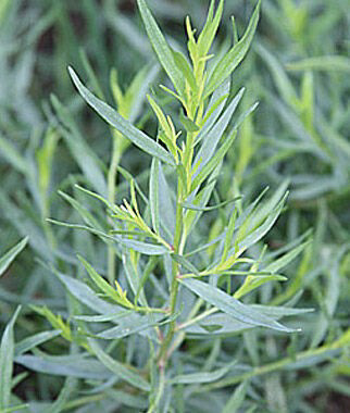 Tarragon