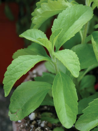 Stevia