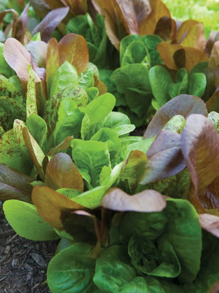 Romaine All Season