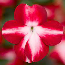 Imara Red Starburst