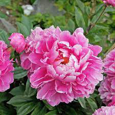 Peony Dr. Alexander Fleming