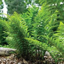 Dryopteris Marginalis Leatherwood Fern