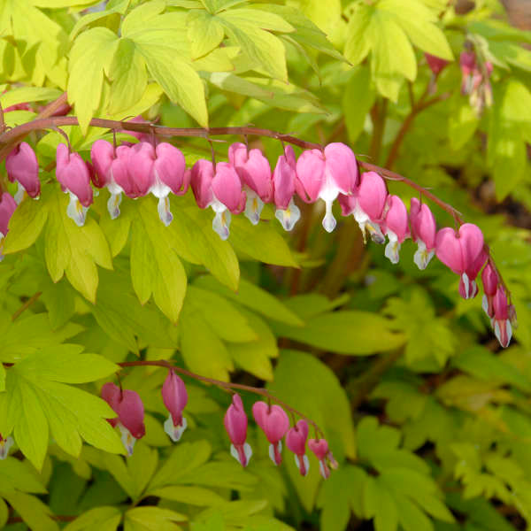 Dicentra (Bleeding Heart) Gold Heart