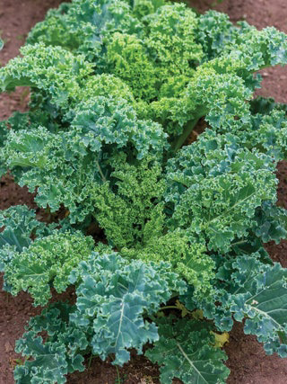 Kale Dwarf Blue Curled Vates Heirloom