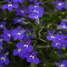Lobelia Magadi Dark Blue