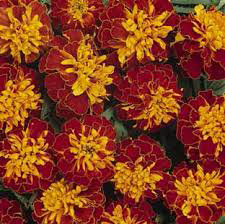 Marigold Bonanza Harmony