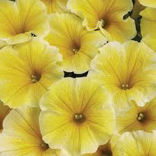 PW Supertunia Saffron Finch