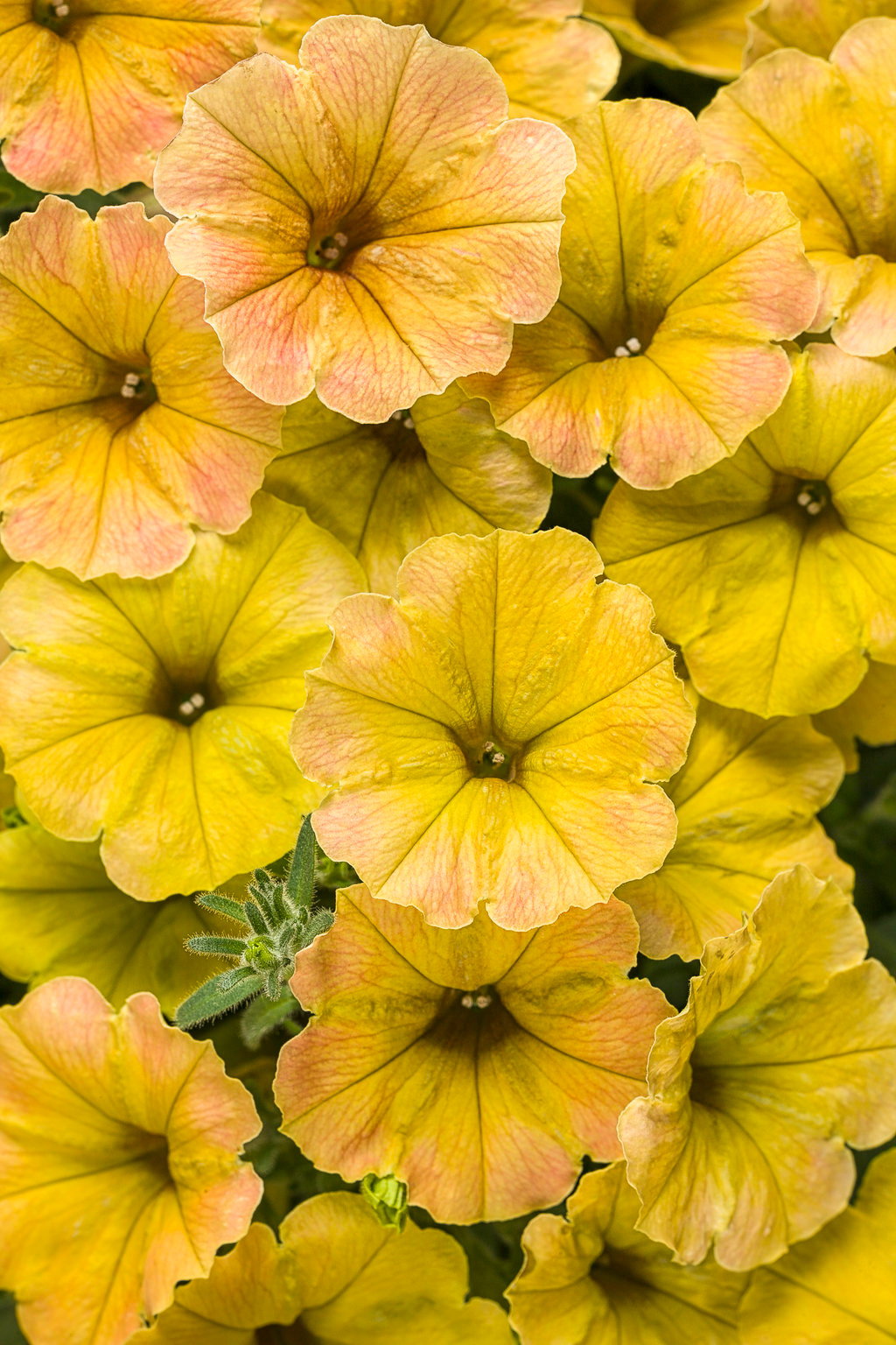 PW Supertunia Honey