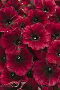 PW Supertunia Black Cherry