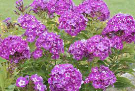 Phlox ~ Tall Garden Laura