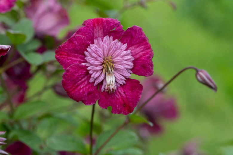 Clematis Avant-Garde