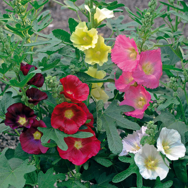 Alcea Las Vegas (Hollyhock)