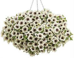 Supertunia Latte PW
