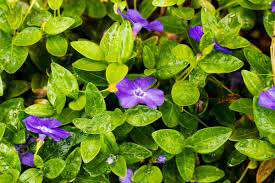 Myrtle - Vinca Minor Bowles