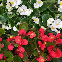 Begonia Landscape Scarlet & White