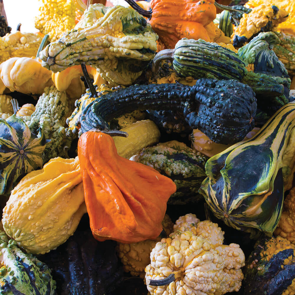 Autumn Wings Large Gourd Selection