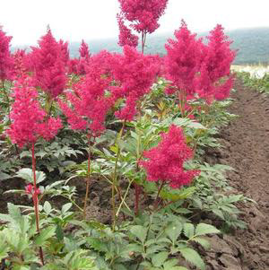 Astilbe Montgomery