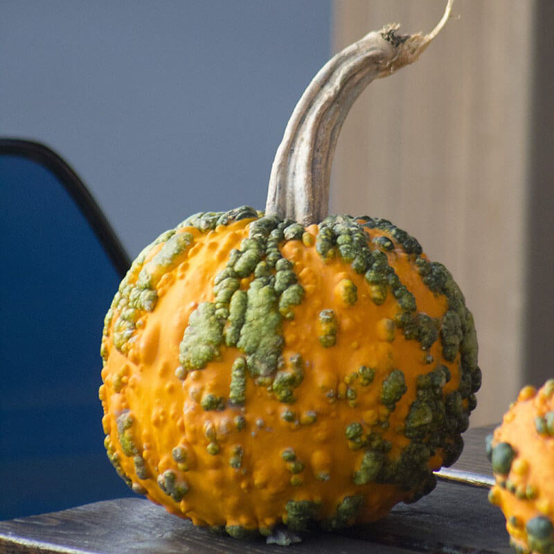 Miniwarts Farmore Pumpkin