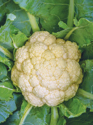 Cauliflower Snow Crown