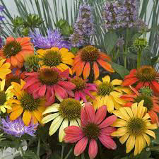Echinacia Cheyene Spirit (Cone Flower)