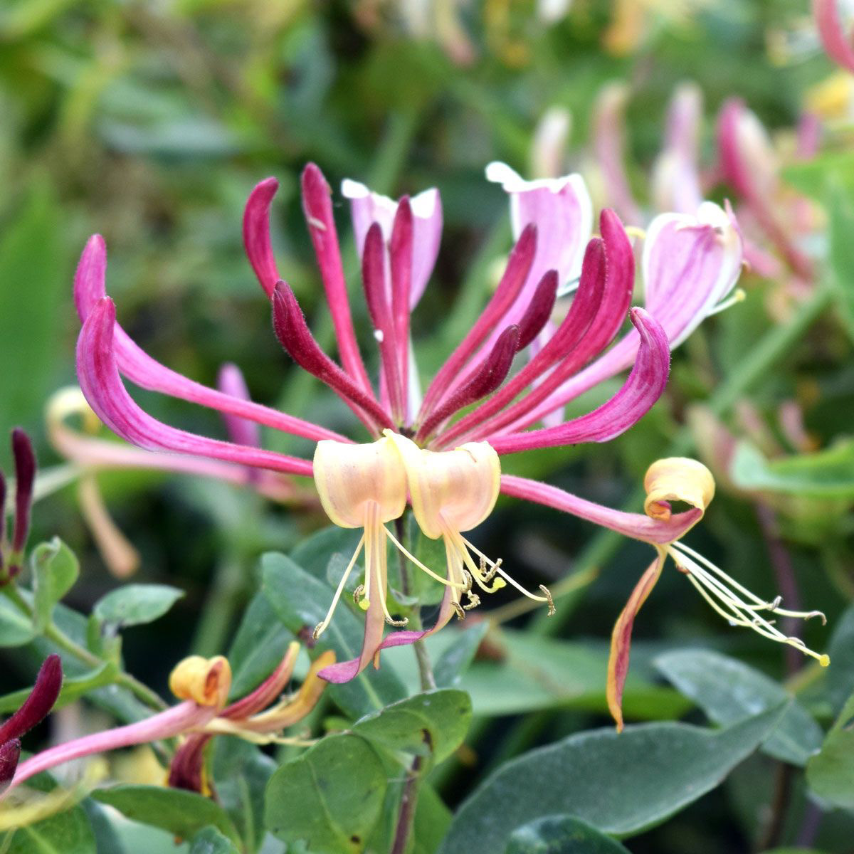 Honeysuckle Serotina Pink