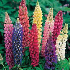 Lupine Russel Mix