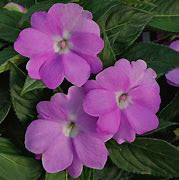Sunpatien Vigorous Orchid