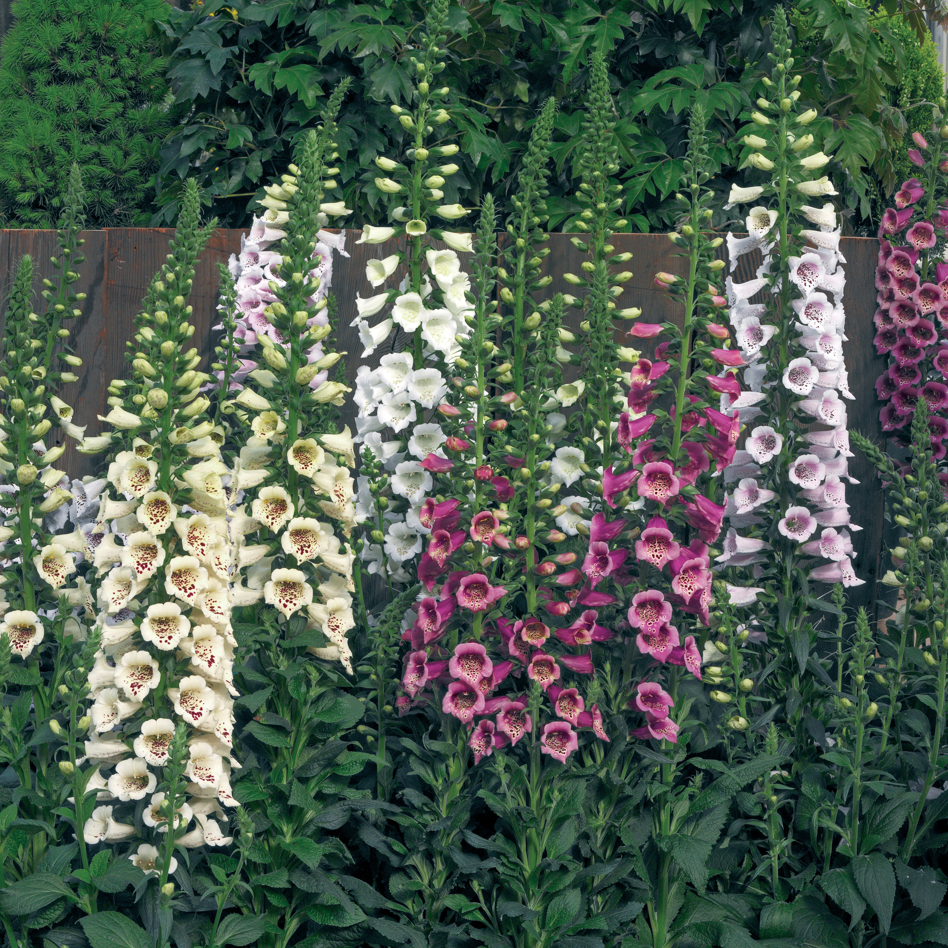 Foxglove (Digitalis) Camelot