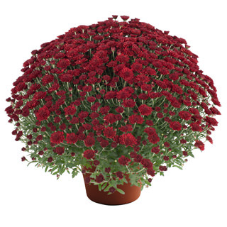 Selena Red Deco Syngenta