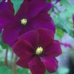 Clematis Warsaw Nike