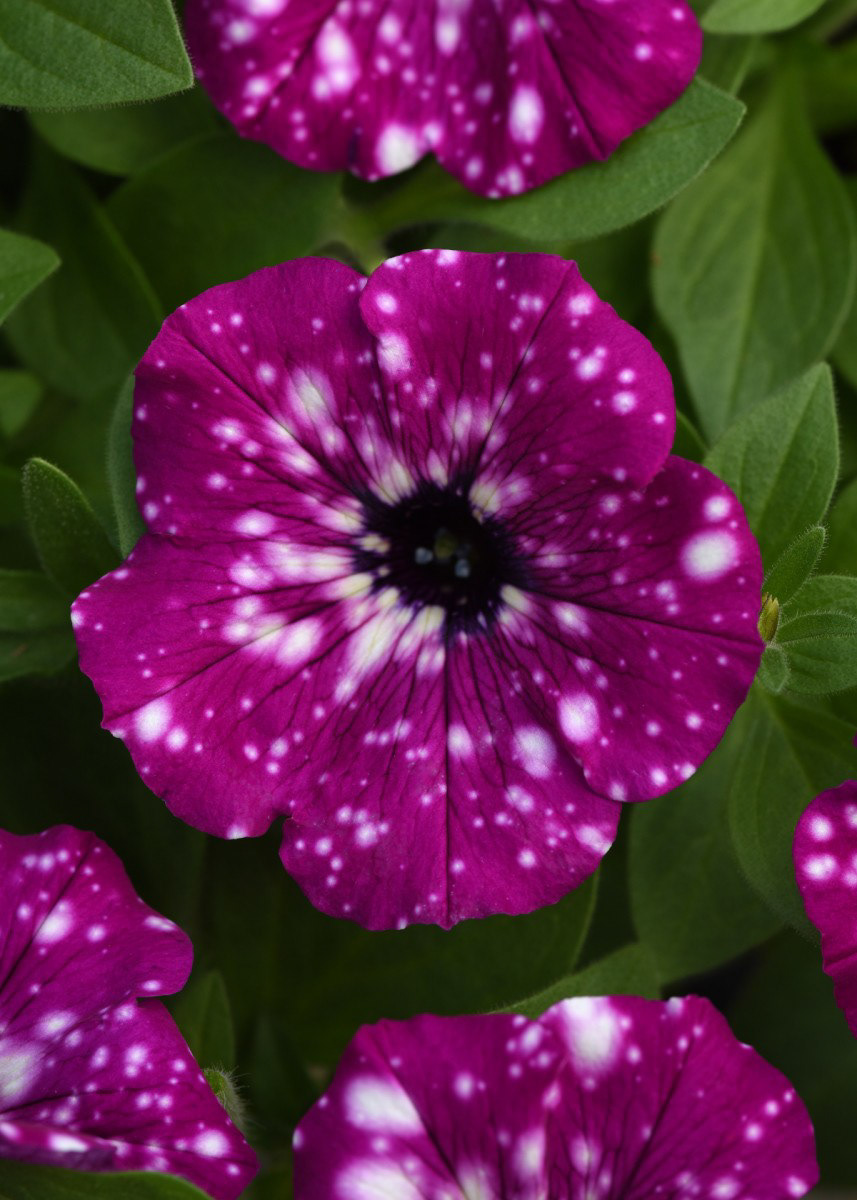 Headliner Electric Purple Sky
