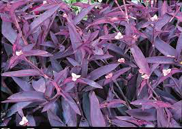 Setcreasea Purple Queen
