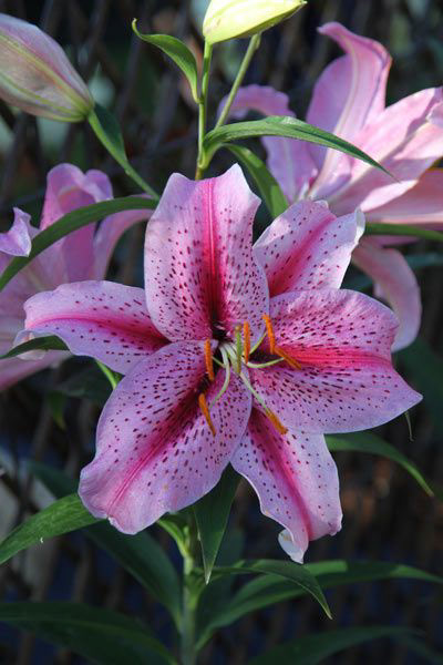 Oriental Lily Tiger Edition