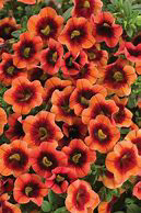Tangerine Punch