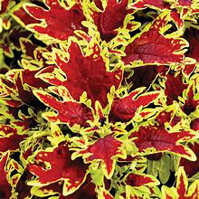 Coleus Terra Nova Bright Spark