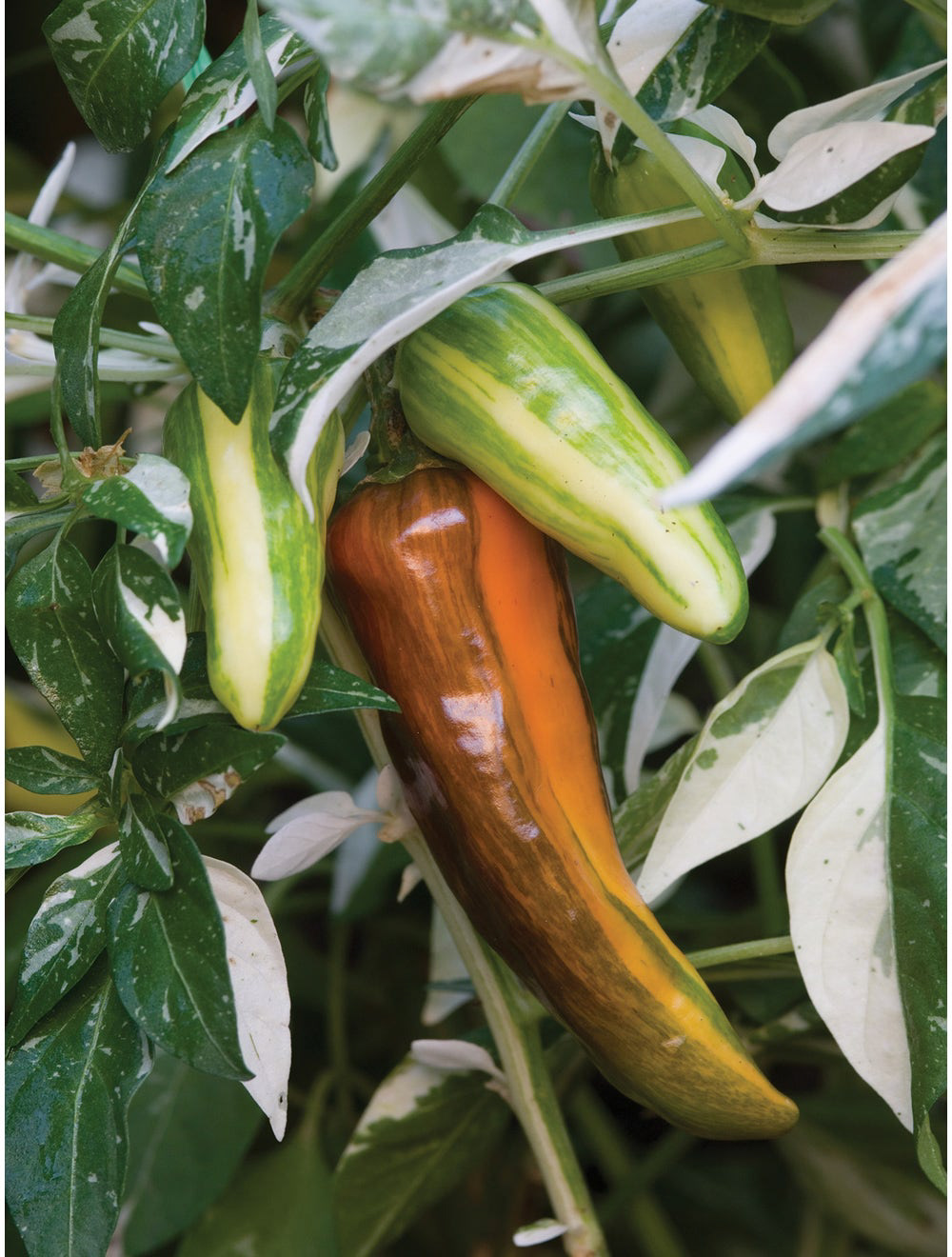 HOT Fish Heirloom