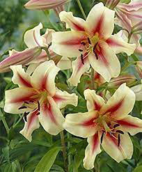 Tree Lily Lavon