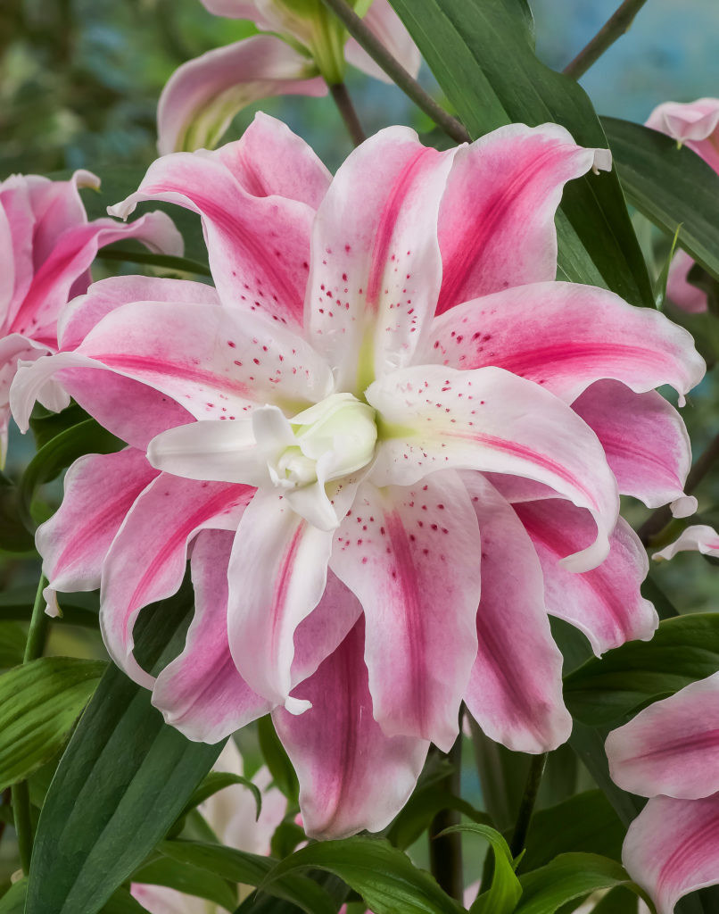 Oriental Lily Sweet Rosy