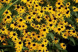 Black Eyed Susan (Rudbeckia)