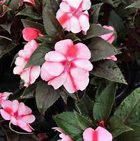 Sunpatien Vigorous Peach Candy