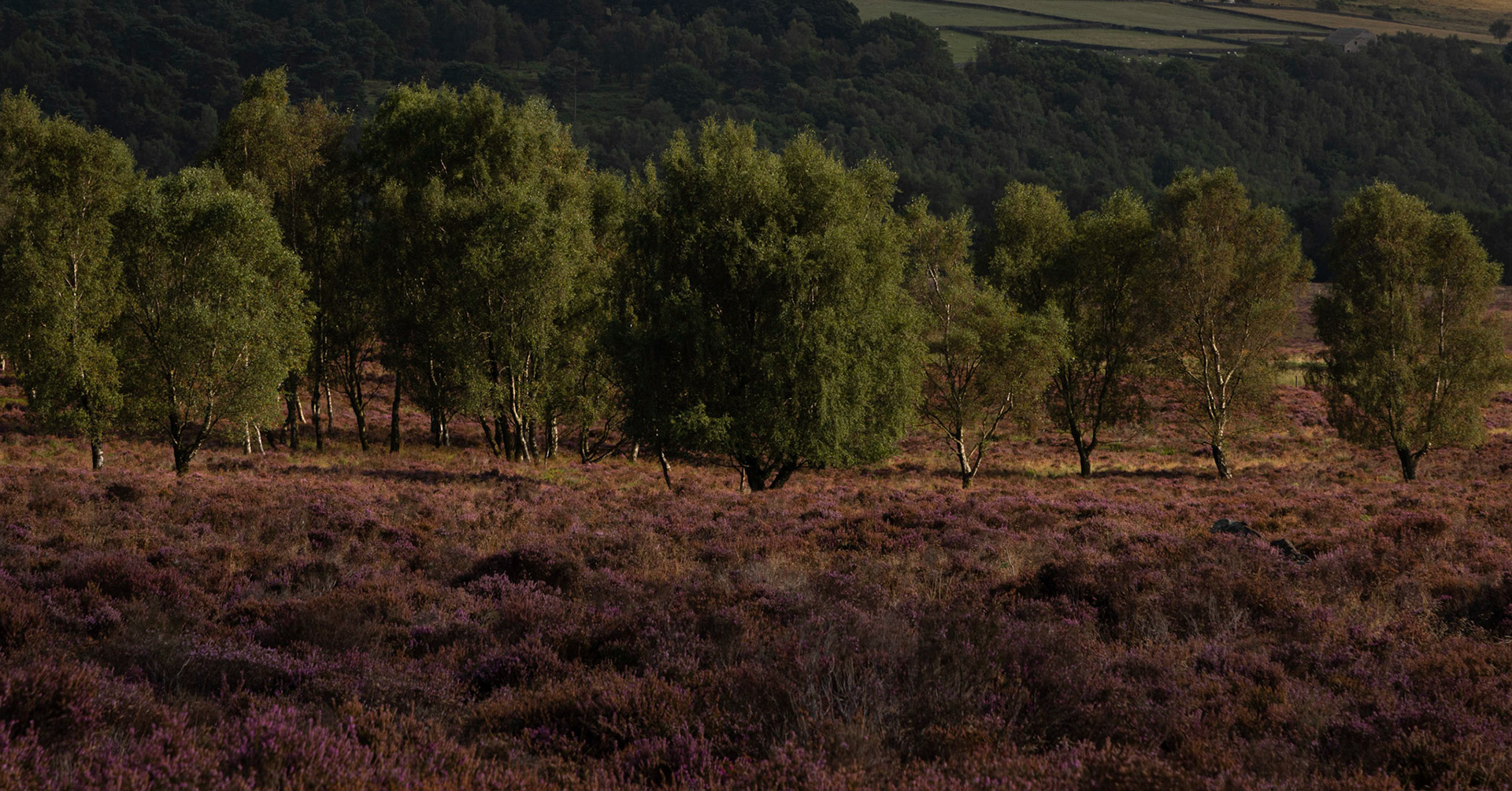 Surprise View Birches