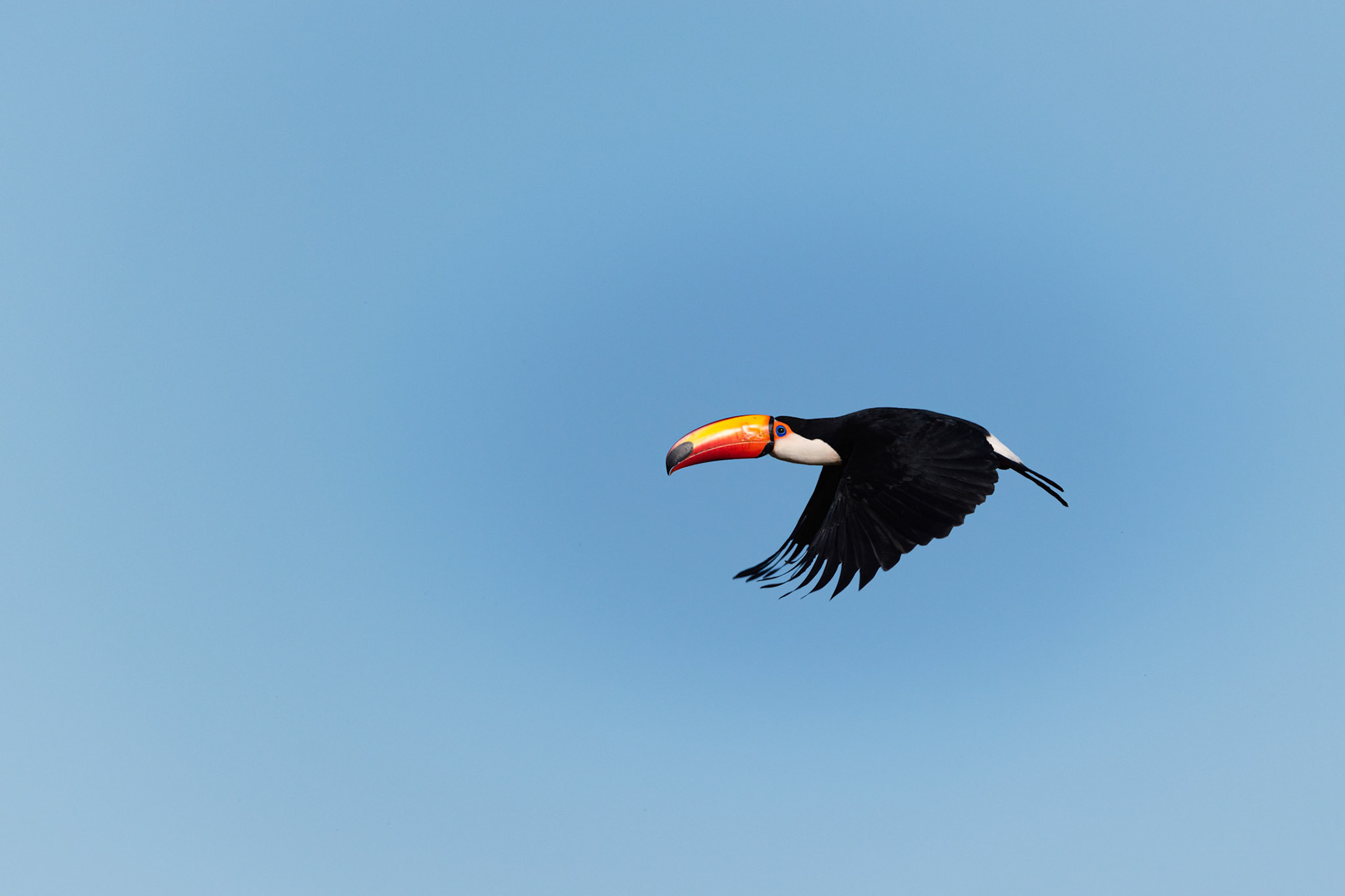 TUCÁN VOLANDO
