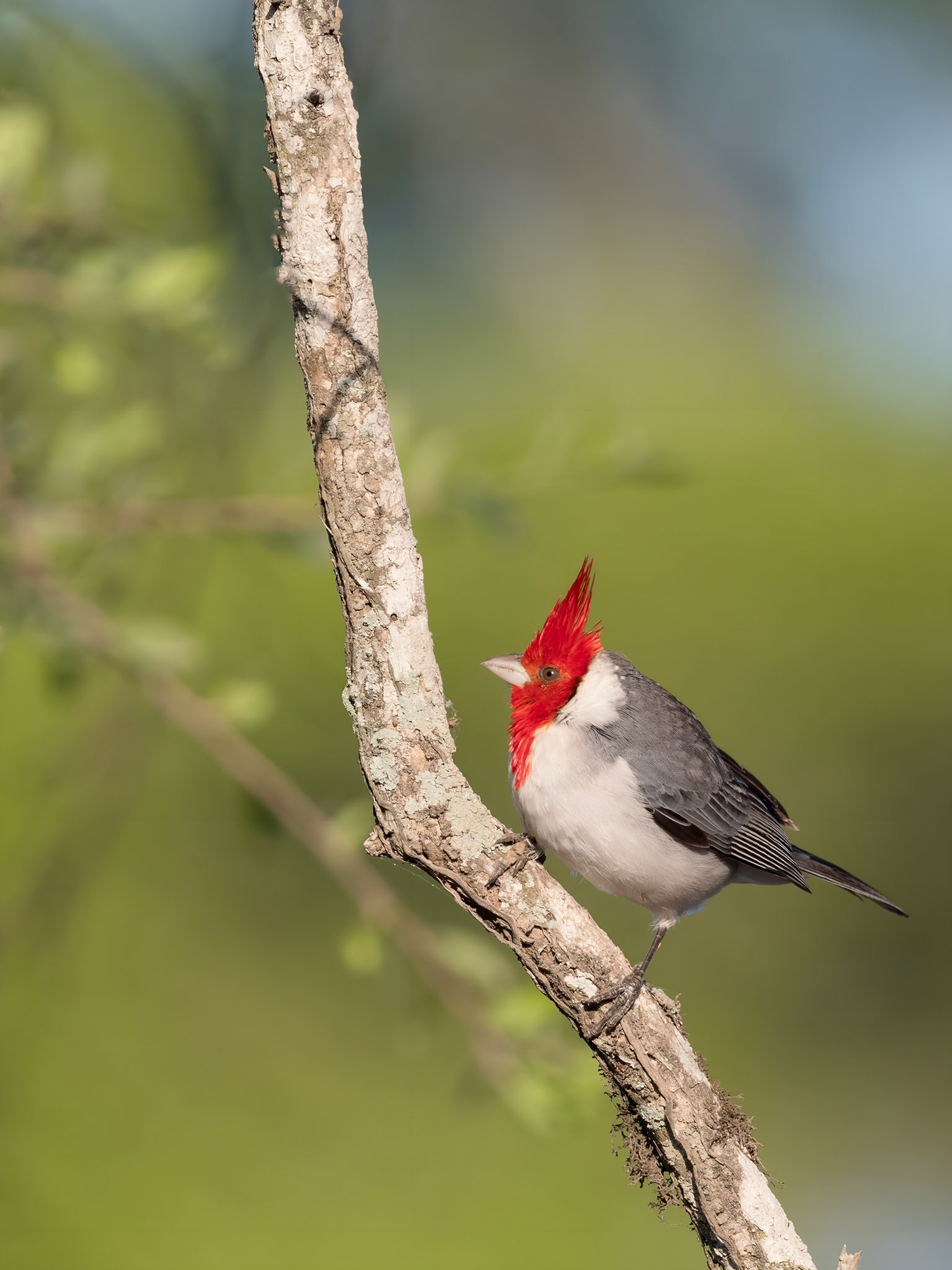 CARDENAL