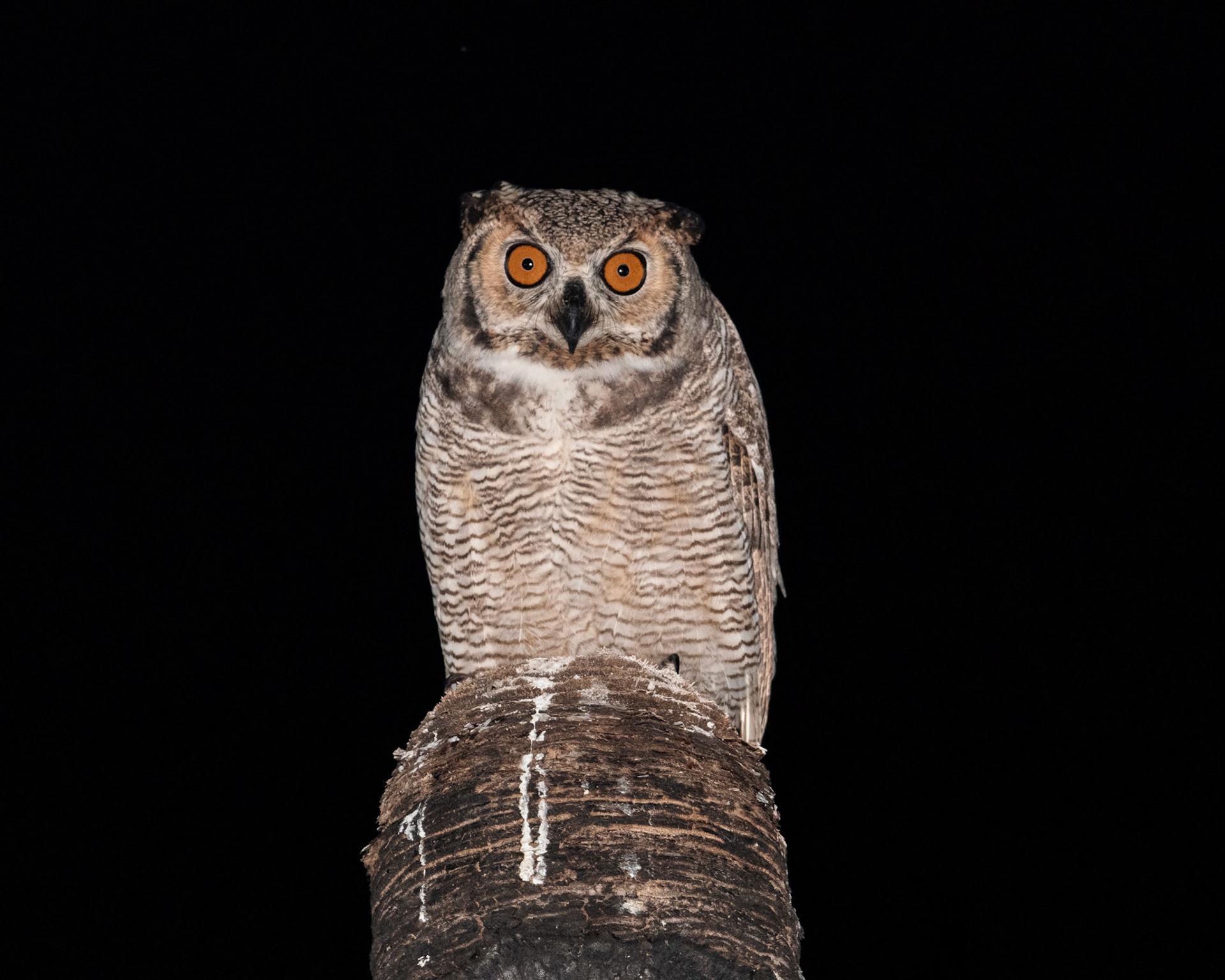 MIRADA DE FURIA