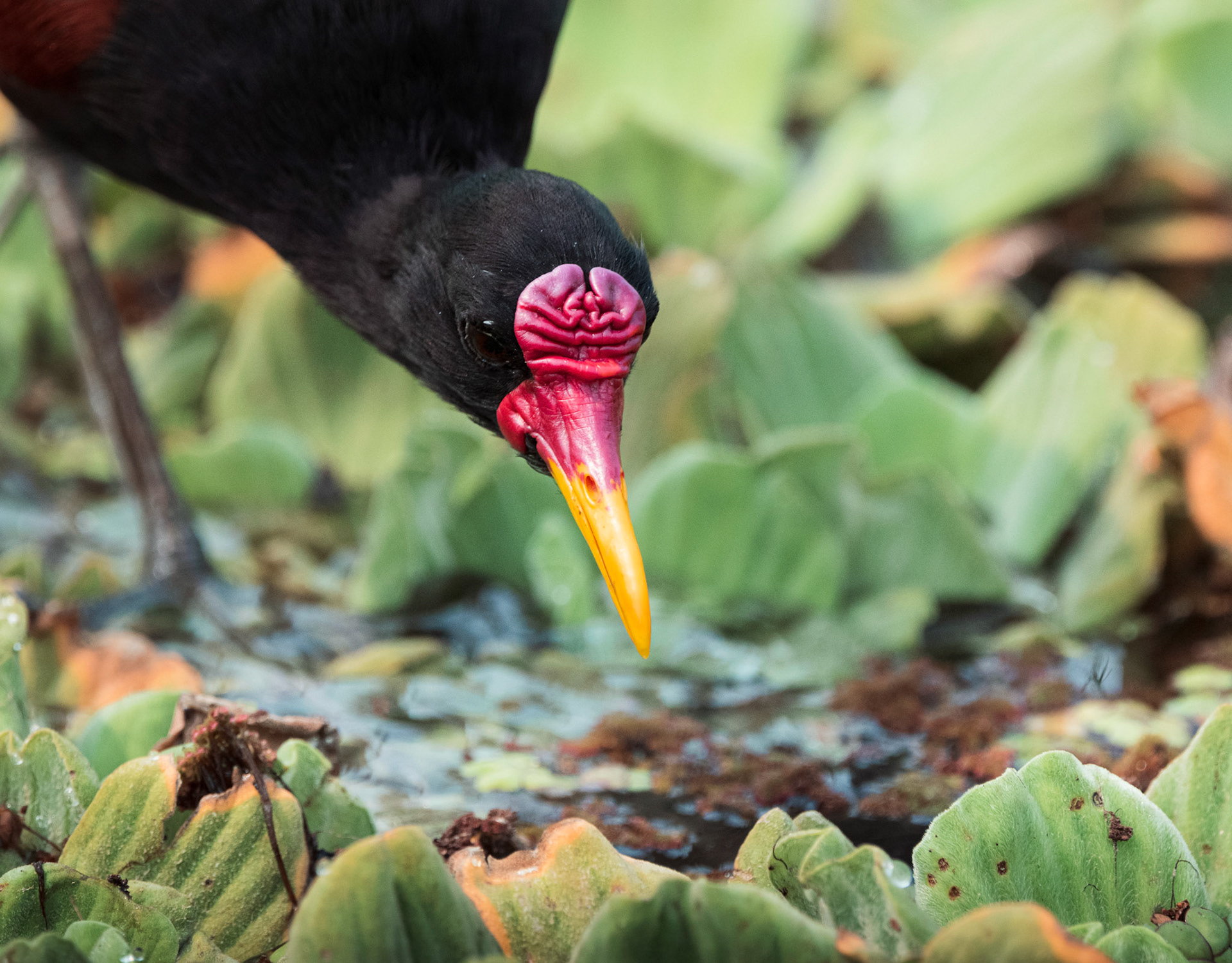 JACANA