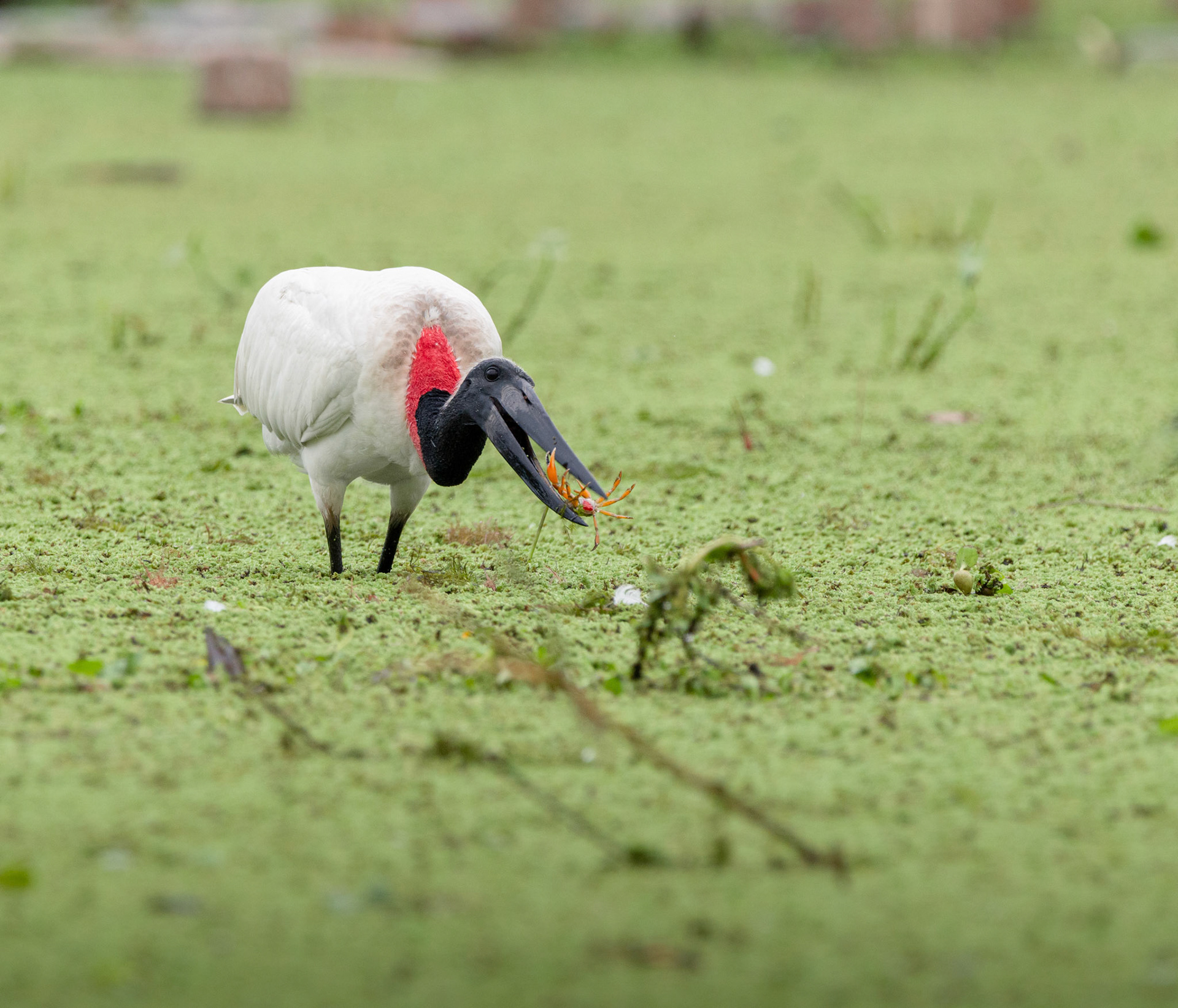 YABIRÚ COMIENDO