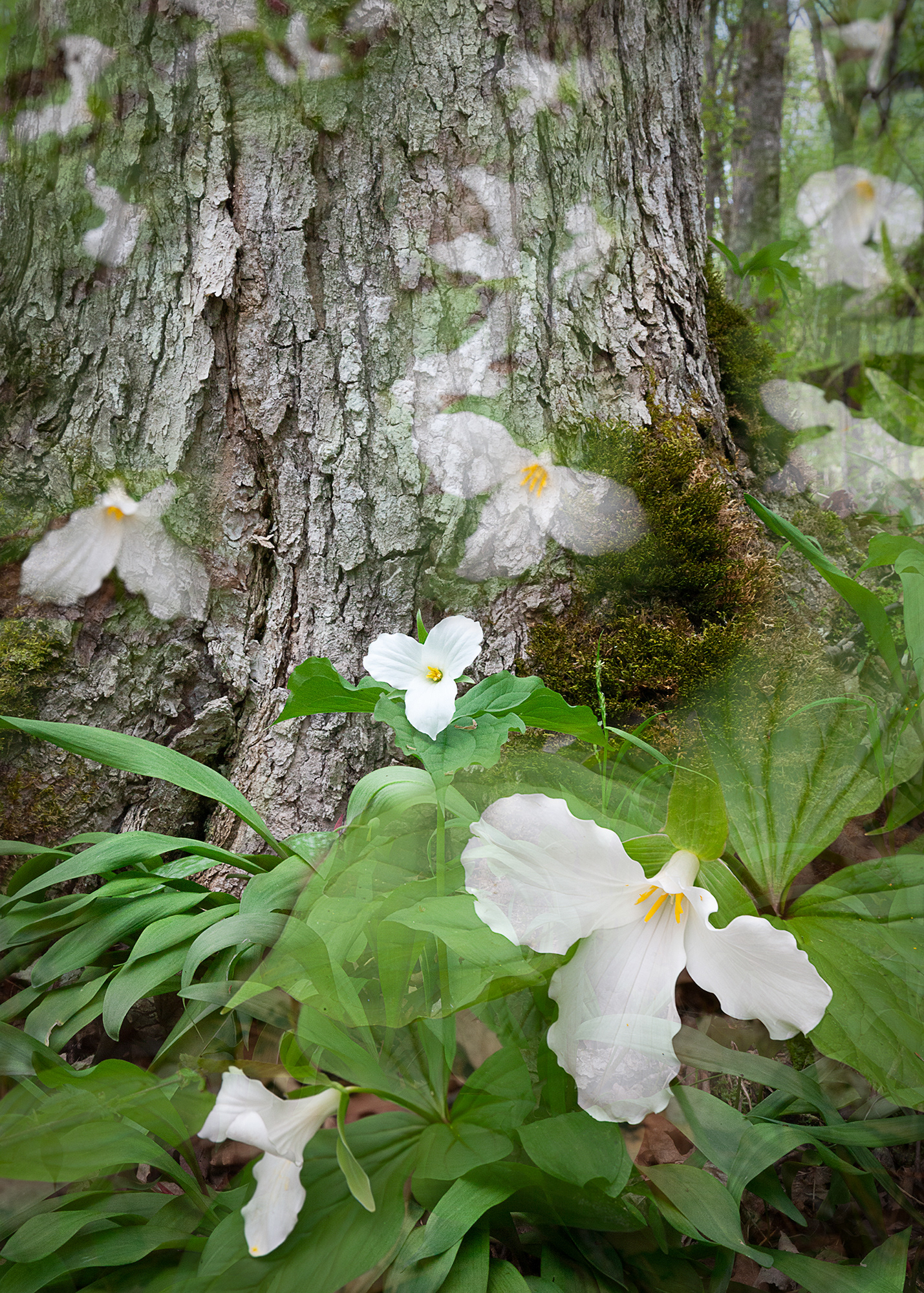 Spring Ascending #5, 5"x7" edition of 40, $40 unframed