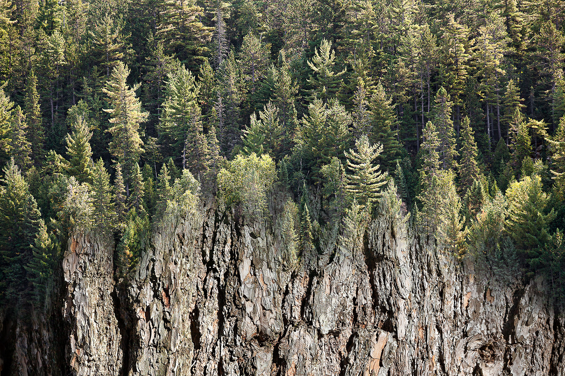Arboreal Observation #5- Pine, 12"x18", edition of 10. chosen for Carmichael Canadian Landscape Exhibition: Tradition Transformed at Orillia Museum of Art & History, Fall 2022