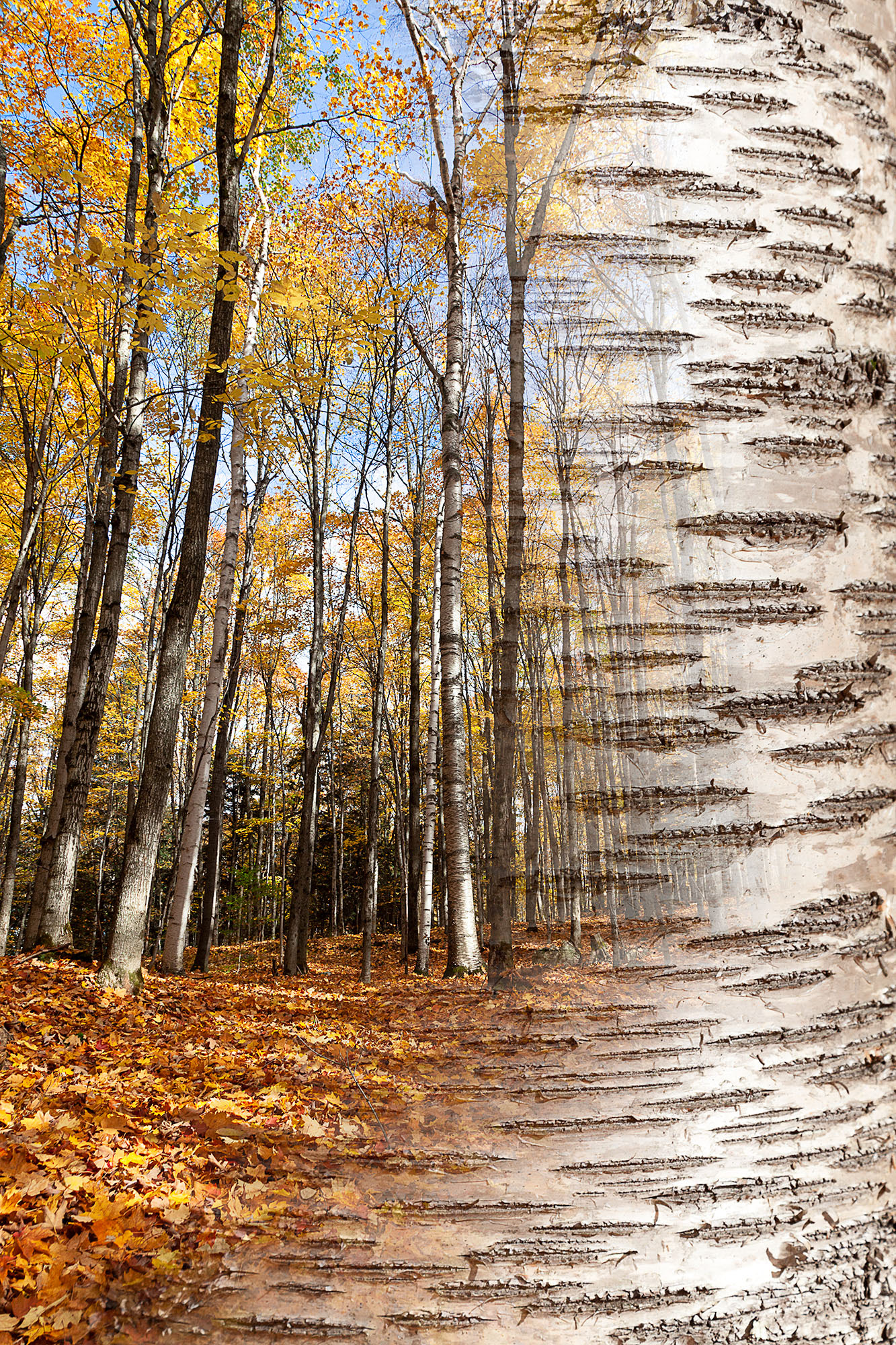 Arboreal Observation #23-Birch, 12"x18", edition of 10
